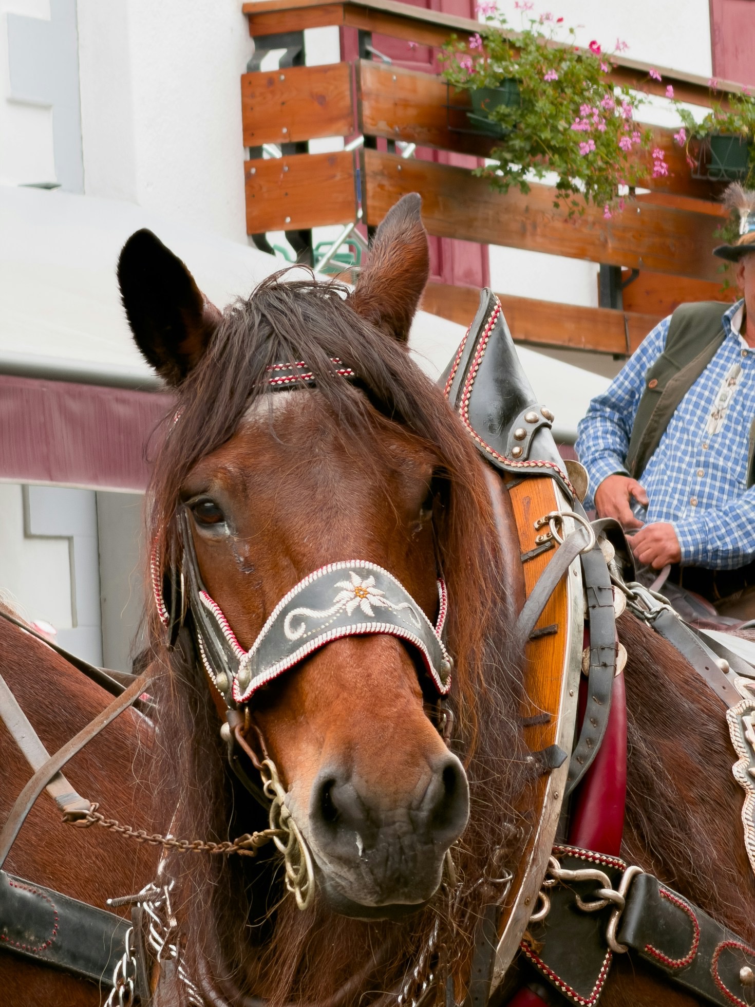 Ensuring Your Horse’s Comfort During Transport