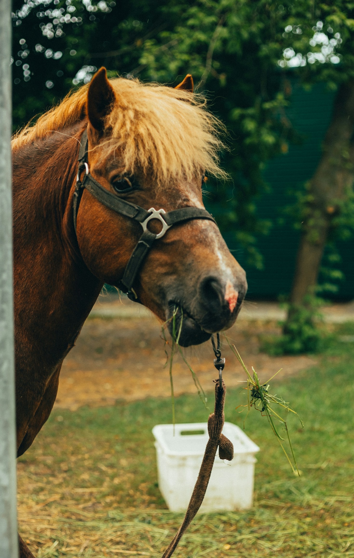 How to Prepare Your Horse for Long-Distance Travel