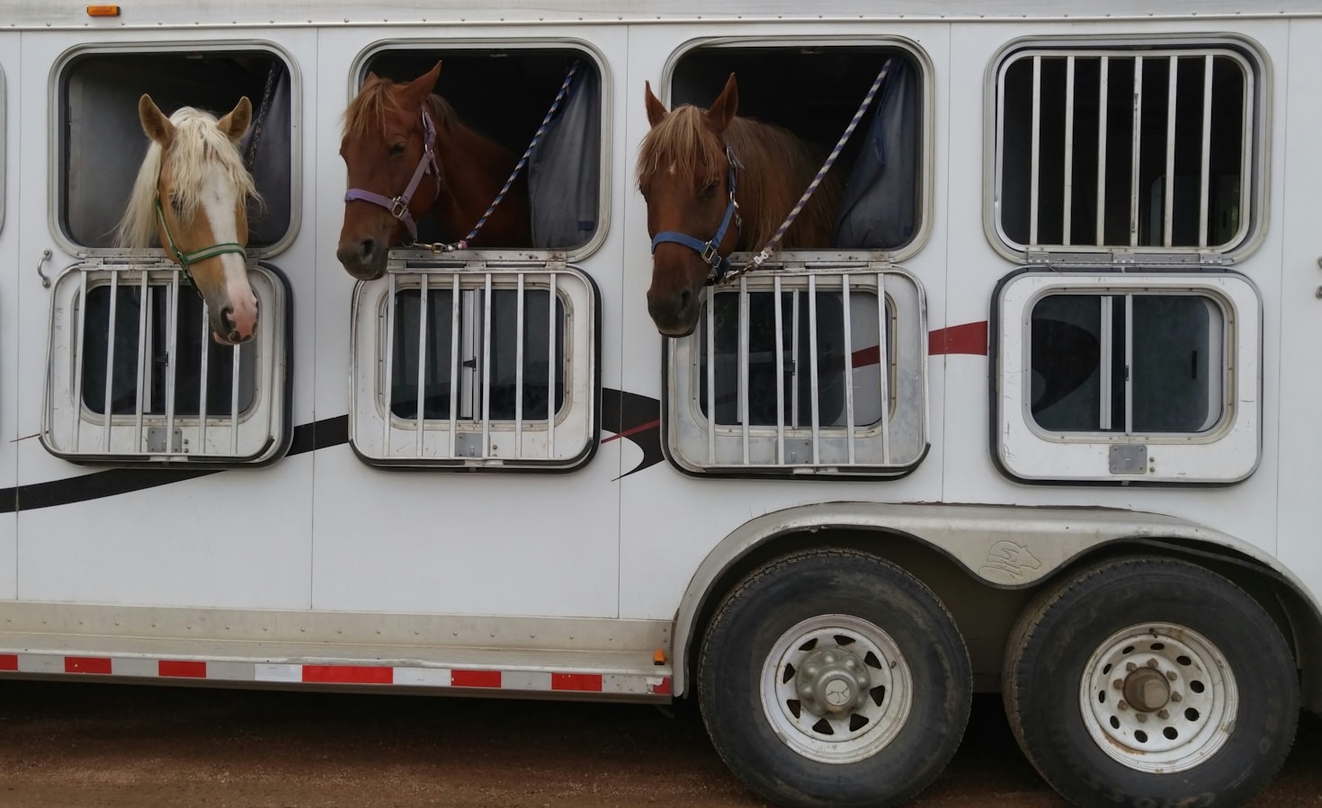 Exploring the Best Horse Trailer Options for Hire